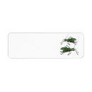 Buscar katydid Verde