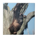 Buscar orangutan azulejos Animales salvajes