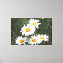 Buscar margaritas blancas lienzos Florido