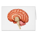 Buscar anatomía humana postales Tallo cerebral