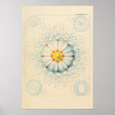 Buscar medusas arte Para él