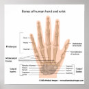 Buscar huesos de mano posters Humano