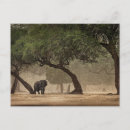 Buscar elefante africano postales Naturaleza