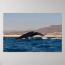 Buscar cabo san posters Mar