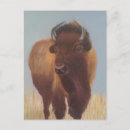 Buscar bisonte postales Suroeste