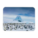 Buscar emperadores imanes Hielo