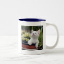 Buscar primero plano tazas Gato