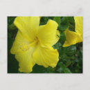 Buscar hibisco postales Tropical