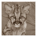 Buscar pumas posters Gatos grandes
