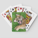 Buscar risa barajas de cartas Perro