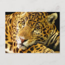Buscar jaguar postales Felino
