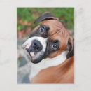 Buscar del boxeador postales Canina