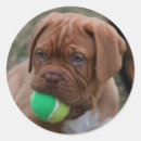 Buscar mastiff pegatinas Adorable