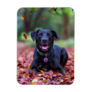 Buscar labrador imanes Animal