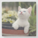 Buscar gatito posavasos Animales del bebé