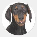 Buscar doberman pegatinas Cachorro
