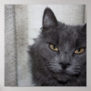 Buscar gato azul ruso posters Felino
