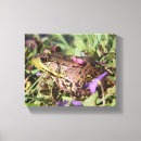 Buscar ranas lienzos Amante de las ranas