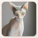 Buscar pelo animal posavasos Gato