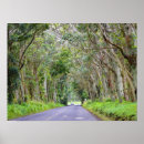 Buscar árbol de eucalipto posters Árboles