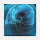 Buscar pulmones imanes Vertical