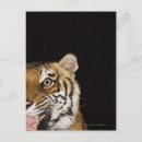 Buscar extremo postales Animales