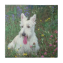 Buscar wheaton Perro