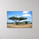 Buscar acacias lienzos Día