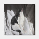 Buscar y gatito blanco imanes Gato esmoquin