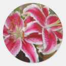 Buscar gazer Rosa