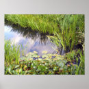 Buscar lirios de agua posters General y unisex