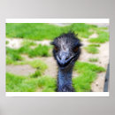 Buscar ostriches arte Bird