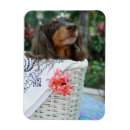 Buscar perros sin pelo imanes Animales domésticos