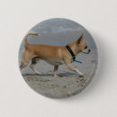 Buscar perro de agua chapas Sacudida y pam langrish