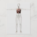 Buscar órganos internos postales Ilustraciones biomédicos