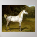 Buscar caballo árabe posters Equitación