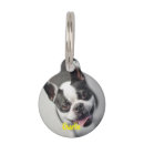 Buscar boston terrier pet Animal
