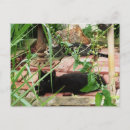 Buscar el postcrossing postales Fotografía