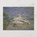 Buscar animales en el salvaje postales Al aire libre