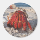Buscar crab imanes Playa