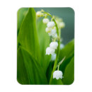 Buscar lirios del valle imanes Flor