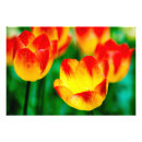 Buscar tulipanes amarillos posters Naturaleza