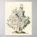 Buscar arrecife de coral posters Océano