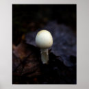 Buscar casquillos posters Naturaleza