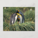 Buscar pingüino de rey Vida silvestre