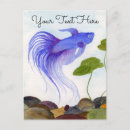 Buscar lider postales Betta splendens