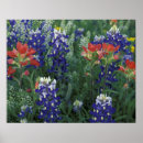 Buscar bluebonnets posters Colorido