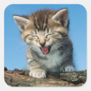 Buscar pequeño gatito pegatinas Humor