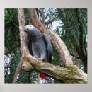 Buscar loro gris posters Naturaleza