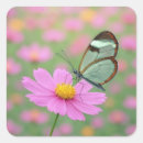 Buscar alas pegatinas Rosa